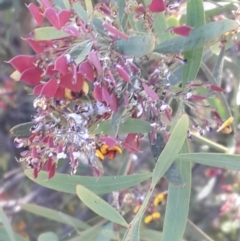 Daviesia mimosoides at Queanbeyan West, NSW - 3 Nov 2016 11:54 AM