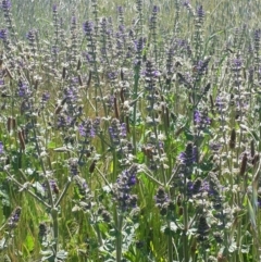 Salvia verbenaca var. verbenaca (Wild Sage) at Queanbeyan West, NSW - 3 Nov 2016 by Speedsta