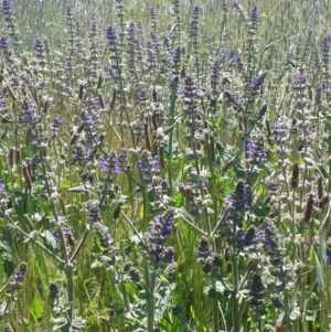 Salvia verbenaca var. verbenaca at Queanbeyan West, NSW - 3 Nov 2016