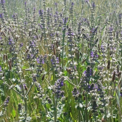 Salvia verbenaca var. verbenaca (Wild Sage) at Queanbeyan West, NSW - 3 Nov 2016 by Speedsta