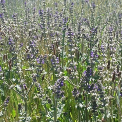 Salvia verbenaca var. verbenaca (Wild Sage) at Queanbeyan West, NSW - 2 Nov 2016 by Speedsta