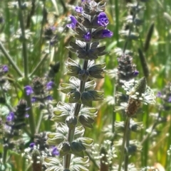 Salvia verbenaca var. verbenaca at Queanbeyan West, NSW - 3 Nov 2016 12:00 AM