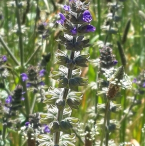 Salvia verbenaca var. verbenaca at Queanbeyan West, NSW - 3 Nov 2016 12:00 AM