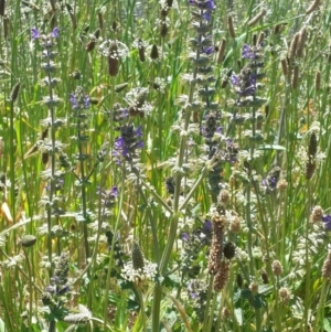 Salvia verbenaca var. verbenaca at Queanbeyan West, NSW - 3 Nov 2016