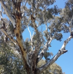 Eucalyptus melliodora (Yellow Box) at QPRC LGA - 3 Nov 2016 by Speedsta