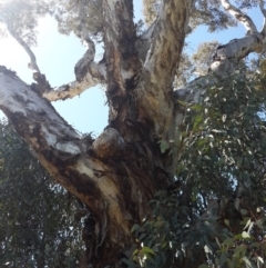 Eucalyptus melliodora at Queanbeyan West, NSW - 3 Nov 2016