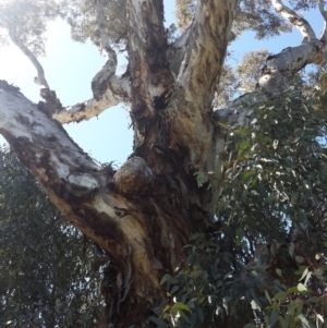 Eucalyptus melliodora at QPRC LGA - 3 Nov 2016 11:12 AM