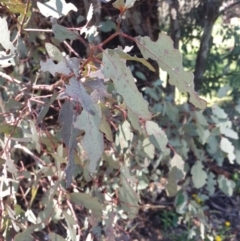 Eucalyptus melliodora at QPRC LGA - 3 Nov 2016 11:12 AM