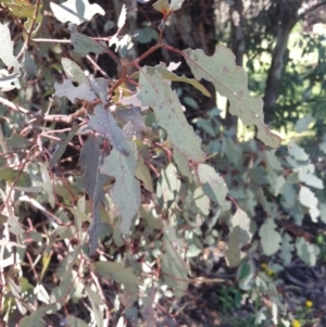 Eucalyptus melliodora at Queanbeyan West, NSW - 3 Nov 2016