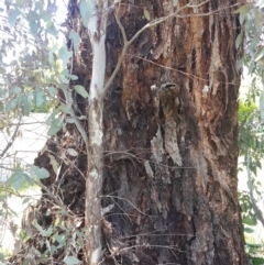 Eucalyptus melliodora at QPRC LGA - 3 Nov 2016 11:12 AM