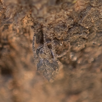 Araneidae (family) (Orb weaver) at Queanbeyan West, NSW - 3 Nov 2016 by Speedsta