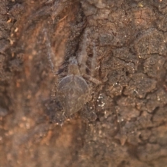 Araneidae (family) at Queanbeyan West, NSW - 3 Nov 2016 10:29 AM