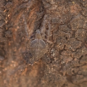 Araneidae (family) at Queanbeyan West, NSW - 3 Nov 2016 10:29 AM