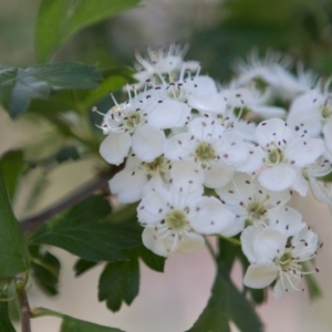 Crataegus monogyna at Queanbeyan West, NSW - 3 Nov 2016