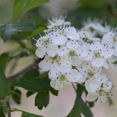 Crataegus monogyna (Hawthorn) at QPRC LGA - 2 Nov 2016 by Speedsta