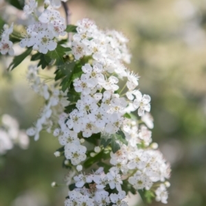 Crataegus monogyna at Queanbeyan West, NSW - 3 Nov 2016