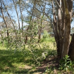 Crataegus monogyna at Queanbeyan West, NSW - 3 Nov 2016