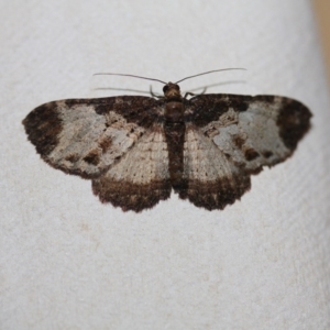 Scotocyma albinotata at Tathra Public School - 1 Nov 2016 07:05 PM