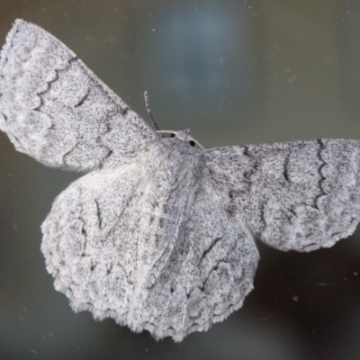 Crypsiphona ocultaria (Red-lined Looper Moth) at Tathra, NSW - 12 Apr 2010 by KerryVance