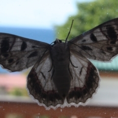 Crypsiphona ocultaria at Tathra Public School - 12 Apr 2010