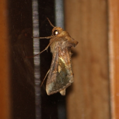 Trichoplusia orichalcea at Tathra, NSW - 13 Apr 2012 by KerryVance