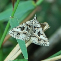 Dichromodes (genus) (unidentified Heath Moth) at Tathra, NSW - 21 Jan 2012 by KerryVance