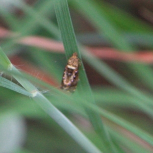 Tortricidae (family) at suppressed - suppressed