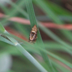 Tortricidae (family) at suppressed - 16 Apr 2013