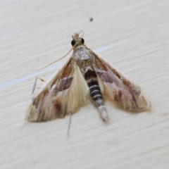 Agathodes ostentalis (Coral Tree Moth) at Tathra, NSW - 3 Mar 2013 by KerryVance