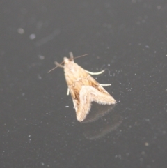 Hellula hydralis (Cabbage Centre Moth) at Tathra, NSW - 9 Oct 2013 by KerryVance