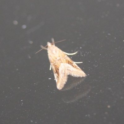 Hellula hydralis (Cabbage Centre Moth) at Tathra Public School - 10 Oct 2013 by KerryVance