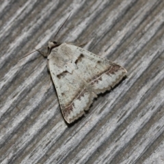 Pantydia sparsa (Noctuid Moth) at Tathra Public School - 9 Oct 2013 by KerryVance