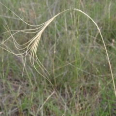 Anthosachne scabra (Common Wheat-grass) at Mount Taylor - 9 Mar 2010 by MatthewFrawley