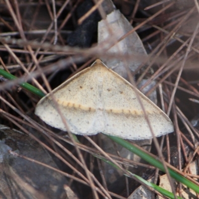 Epidesmia tryxaria (Neat Epidesmia) at Tathra, NSW - 19 Apr 2013 by KerryVance