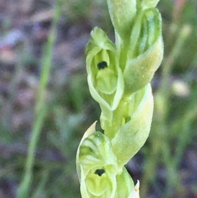 Hymenochilus cycnocephalus (Swan greenhood) at QPRC LGA - 3 Nov 2016 by Wandiyali