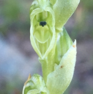 Hymenochilus cycnocephalus at Googong, NSW - suppressed