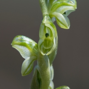 Hymenochilus cycnocephalus at Googong, NSW - suppressed