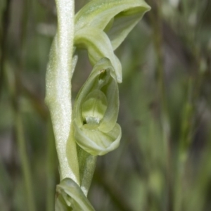 Hymenochilus cycnocephalus at Googong, NSW - suppressed