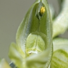 Hymenochilus cycnocephalus at Googong, NSW - suppressed