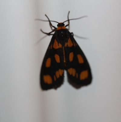 Amata nigriceps (A Handmaiden moth) at Tathra Public School - 12 Feb 2012 by KerryVance