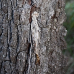 Metura elongatus (Saunders' case moth) at Tathra, NSW - 3 Jul 2008 by KerryVance