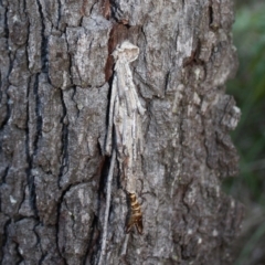 Metura elongatus (Saunders' case moth) at Tathra, NSW - 2 Jul 2008 by KerryVance