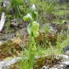 Hymenochilus muticus (Midget Greenhood) at Burrinjuck, NSW - 28 Sep 2016 by RyuCallaway