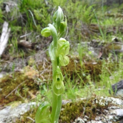 Hymenochilus muticus (Midget Greenhood) at Burrinjuck Nature Reserve - 28 Sep 2016 by RyuCallaway