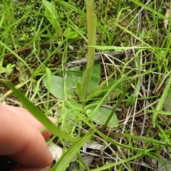 Hymenochilus muticus at Burrinjuck, NSW - suppressed