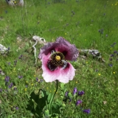 Papaver somniferum (Opium Poppy) at Jerrabomberra, ACT - 2 Nov 2016 by Mike