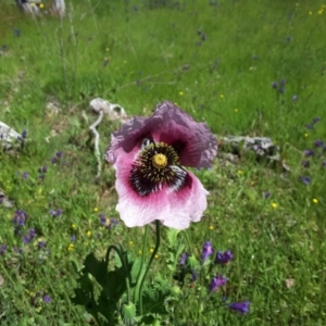 Papaver somniferum at Isaacs Ridge - 3 Nov 2016