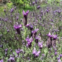 Lavandula stoechas (Spanish Lavender or Topped Lavender) at Isaacs Ridge - 3 Nov 2016 by Mike