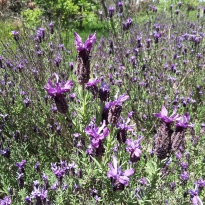 Lavandula stoechas (Spanish Lavender or Topped Lavender) at Isaacs Ridge - 3 Nov 2016 by Mike