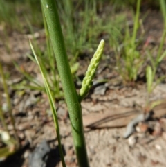 Microtis sp. (Onion Orchid) at Aranda, ACT - 3 Nov 2016 by CathB